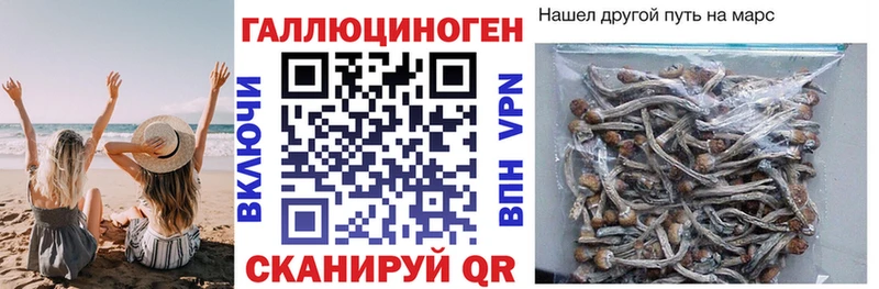 Псилоцибиновые грибы Psilocybine cubensis  Пущино 